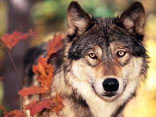 black and brown wolf in tilt shift lens photography shot HD wallpaper